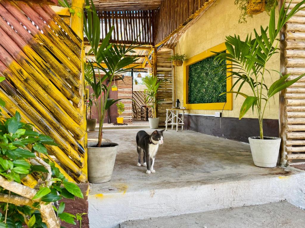 Domácí mazlíčci ubytovaní s hosty v ubytování Hera Hostel Diani