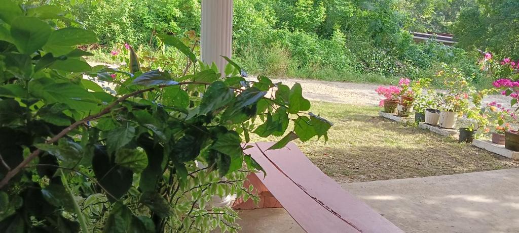 Zahrada ubytování RM Homestay