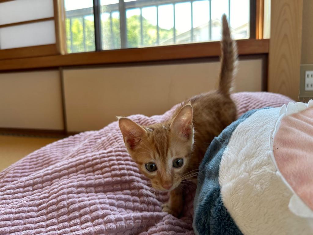 Domácí mazlíčci ubytovaní s hosty v ubytování 猫と泊まれる宿にゃんstay