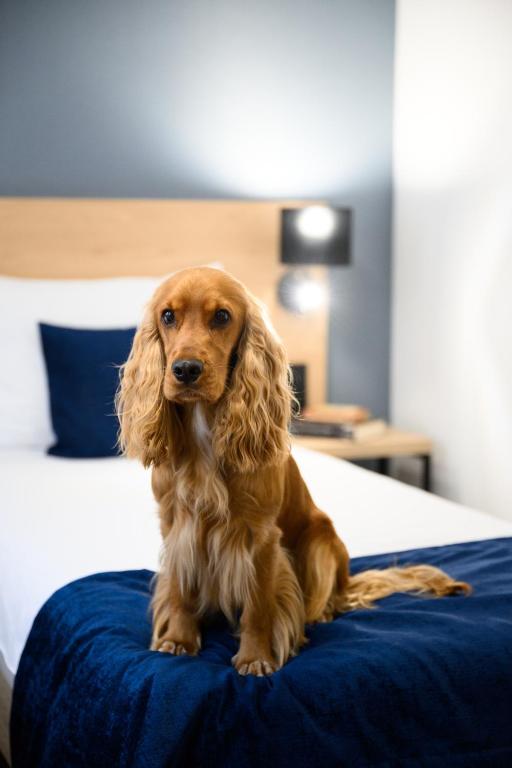Domácí mazlíčci ubytovaní s hosty v ubytování Hotel Bristol Budapest