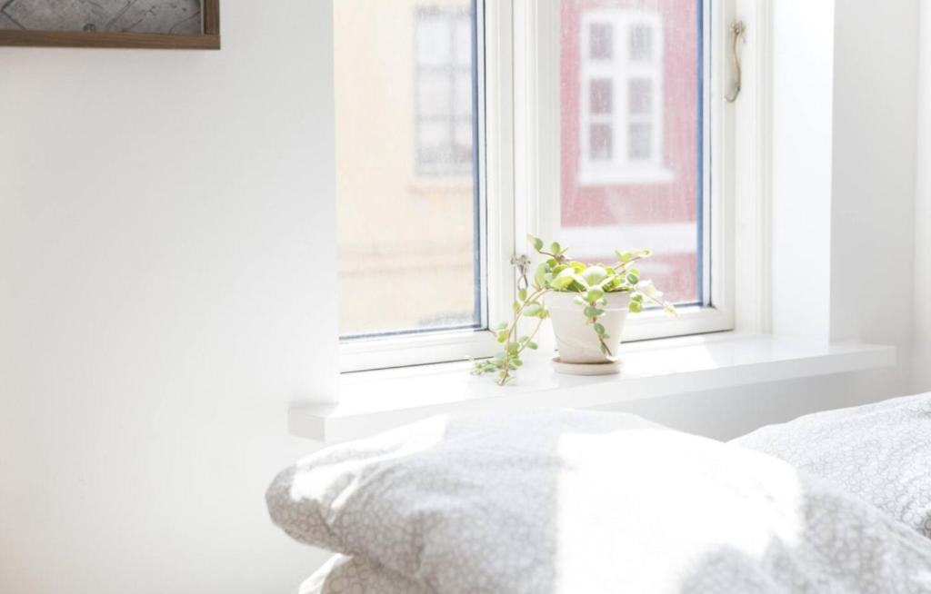 una camera con letto e finestra con pianta in vaso di Gertruds Petit Hotel a Odense