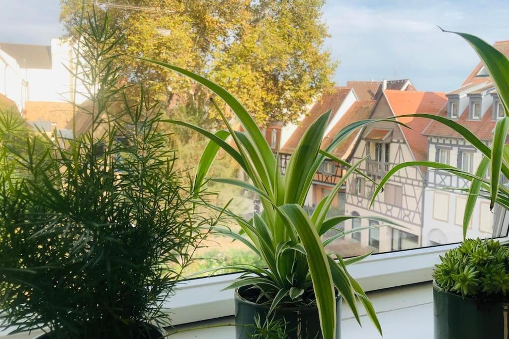 Κήπος έξω από το Les Murmures des Toits - Hypercentre - garage privé