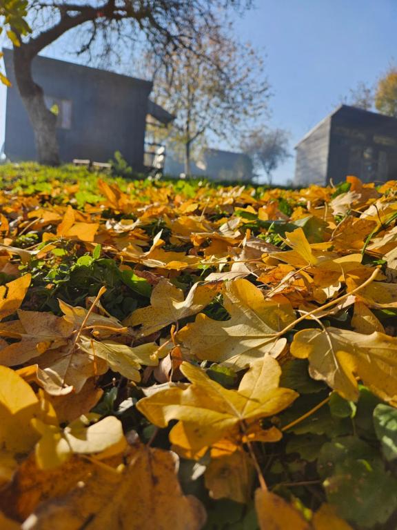 a pile of leaves on the ground in a park at La Padurea Mica in Cărbunari