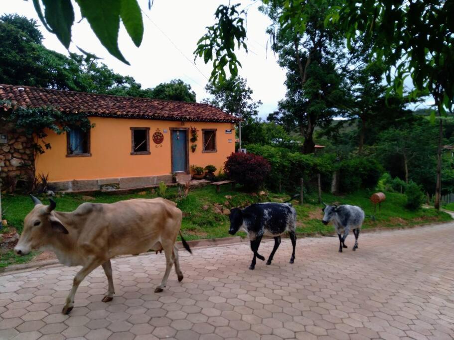 three cows walking down a road in front of a house at Diamantina, Curralinho Extração in Diamantina