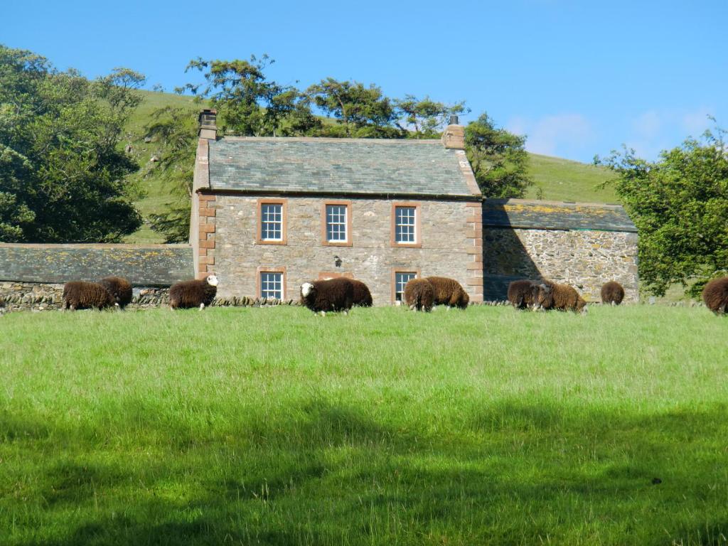 eine Gruppe von Tieren, die vor einem Steingebäude weiden in der Unterkunft The Dash Farmhouse in Bassenthwaite