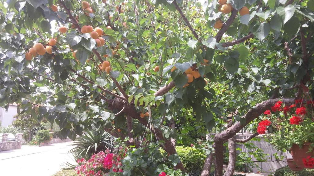 an orange tree with lots of oranges on it at Apartments Roncevic in Zadar