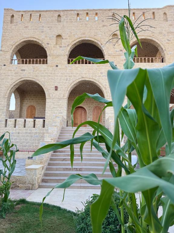 Fotografie z fotogalerie ubytování Pidgeon Lodge - Tunis Village v destinaci Tunis