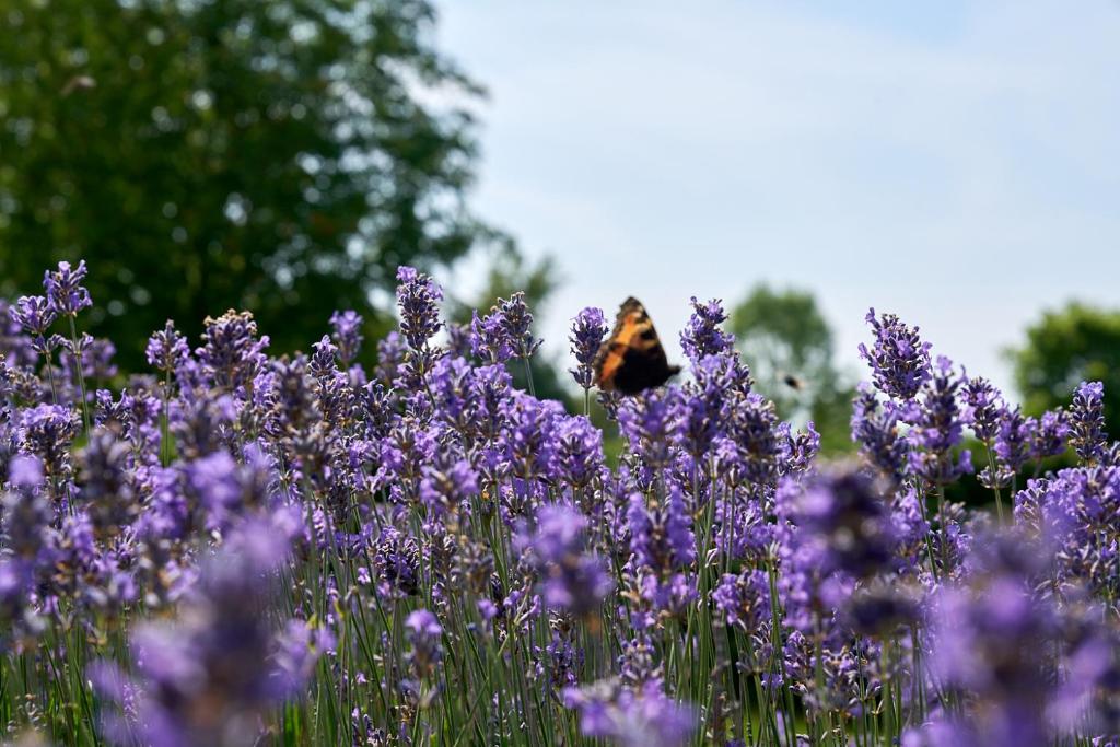 a butterfly is sitting on top of purple flowers at Stevns Camp in Strøby