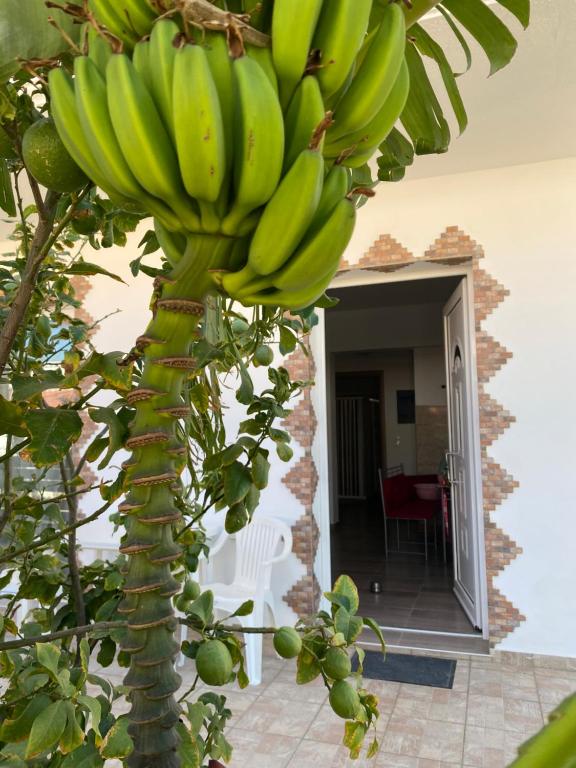 a bunch of bananas hanging from a banana tree at TASSOS-Haus in Archangelos