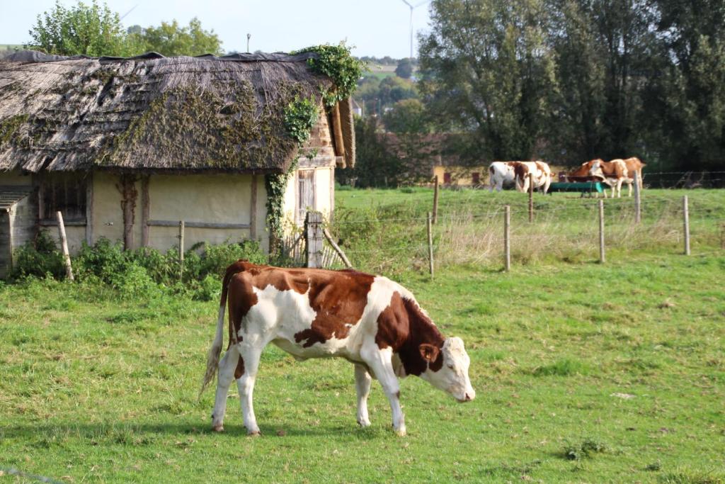Zvířata v ubytování na lodi nebo okolí