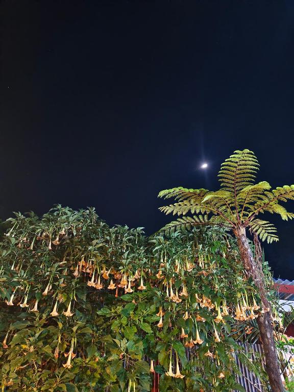 Fotografie z fotogalerie ubytování KOPIKUIN bromo homestay v destinaci Probolinggo
