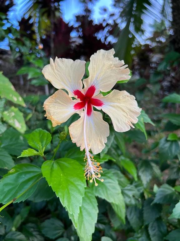 a close up of a white and red flower at Akwaba Lodge in The Gap