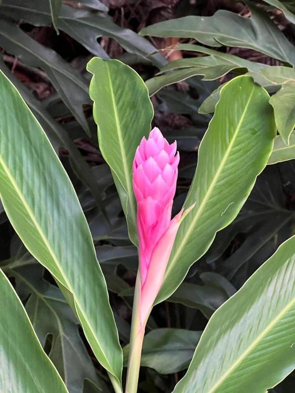 a pink flower in the middle of green leaves at Akwaba Lodge in The Gap