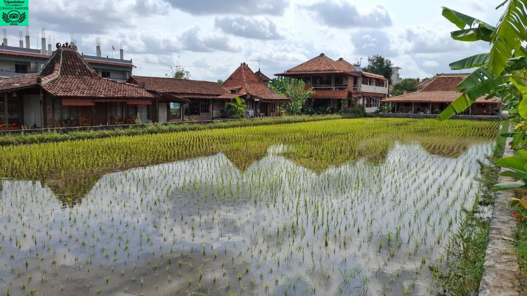 a village with houses and a large rice field at Alamanda Villas, Family Villas, Pool & Local Tours in Yogyakarta