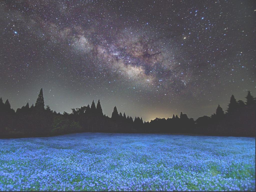 Kujuくじゅう花公園　キャンピングリゾート花と星的繁星点点的夜晚，蓝色的花田