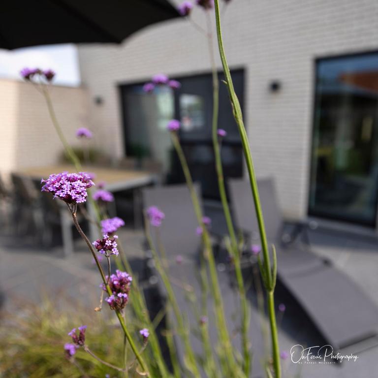 Fotografie z fotogalerie ubytování Vakantiehuis Paula v destinaci Watervliet