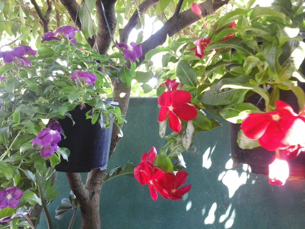 una planta con flores rojas y moradas en una olla en House Of Esanya, en Negombo