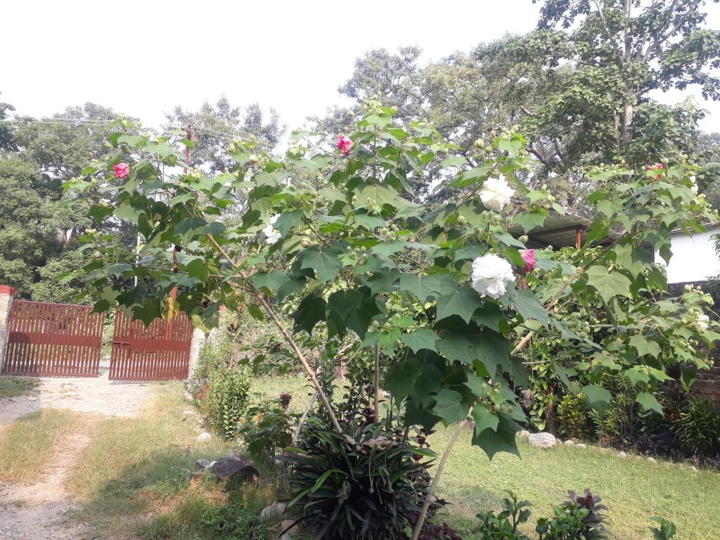 Zahrada ubytování Corbett Green Orchard
