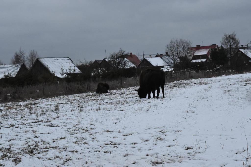 Domek Jaskółka durante el invierno