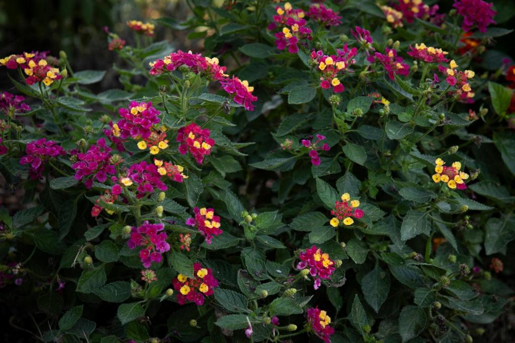 Casa Della Ciri - 19