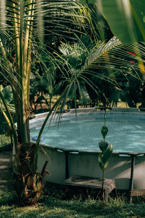 einen Pool mit einem Stuhl neben einer Palme in der Unterkunft Magic Green Dentro del Parque Tayrona in El Zaino
