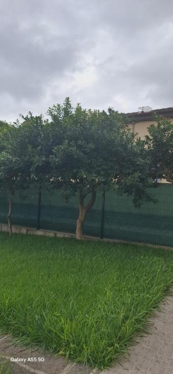 Pineapple Studio - 19