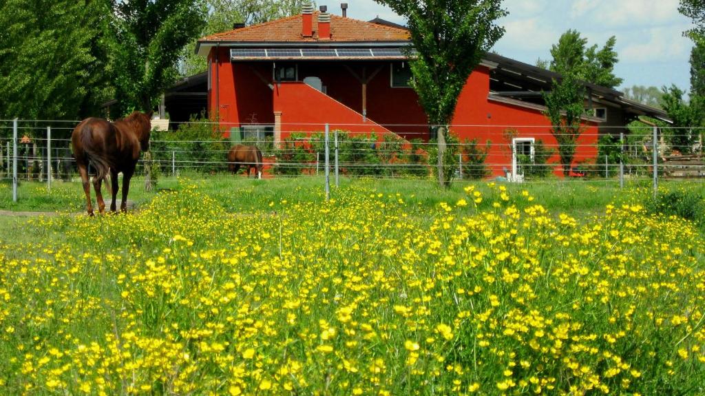 een paard in een veld van gele bloemen met een rode schuur bij Agriturismo Adriano Pedretti in Badia Polesine