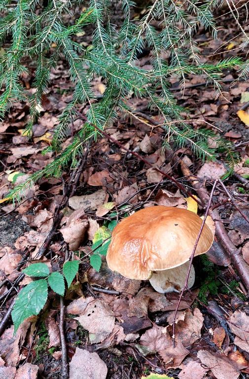 Fotografie z fotogalerie ubytování Stromodomek Vlčková v destinaci Zlín