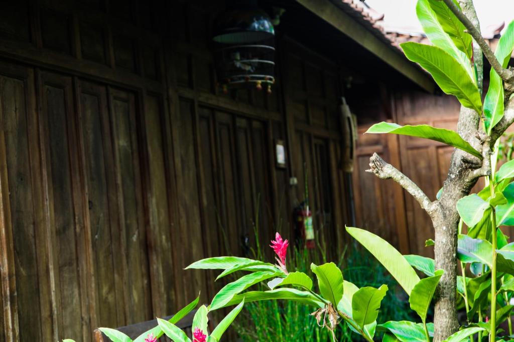 Zahrada ubytování Rumah Budaya Tembi - Historical Home