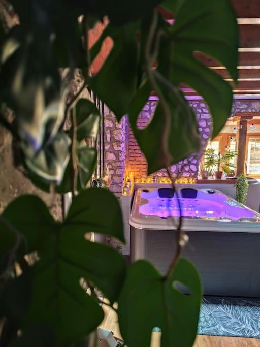 une plante verte devant un bain à remous dans l'établissement Le Petit Paradis, à Bouafles