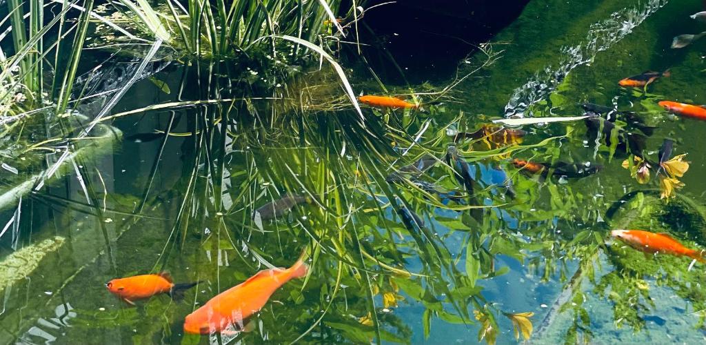 Ashleigh Court Motel-Christchurch Hagley Park - Resim 21