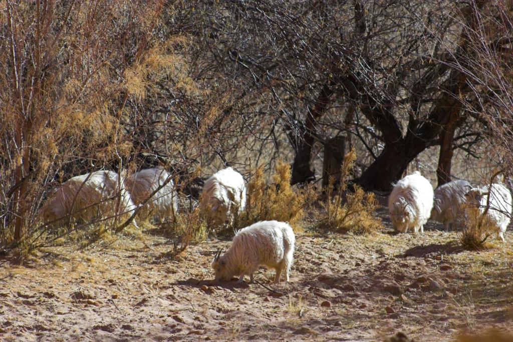 Tiere im Hotel oder in der Nähe