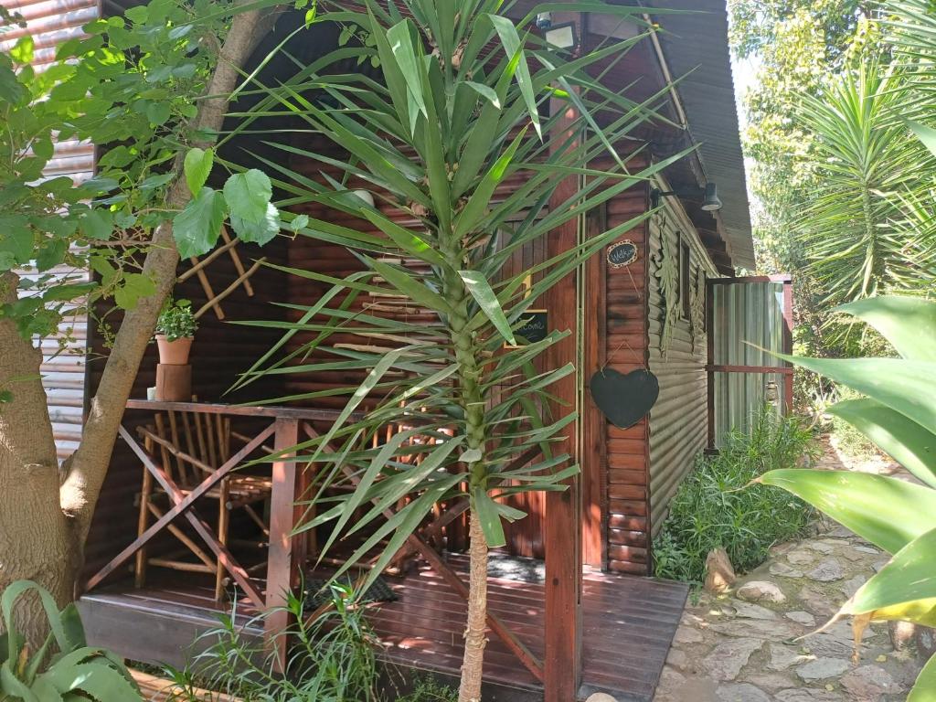 una palmera delante de una casa en Owl's Den 1, en Oudtshoorn