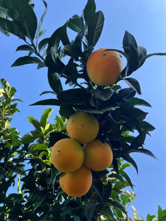 a bunch of oranges hanging from a tree at Apartmani Gazivode in Budva