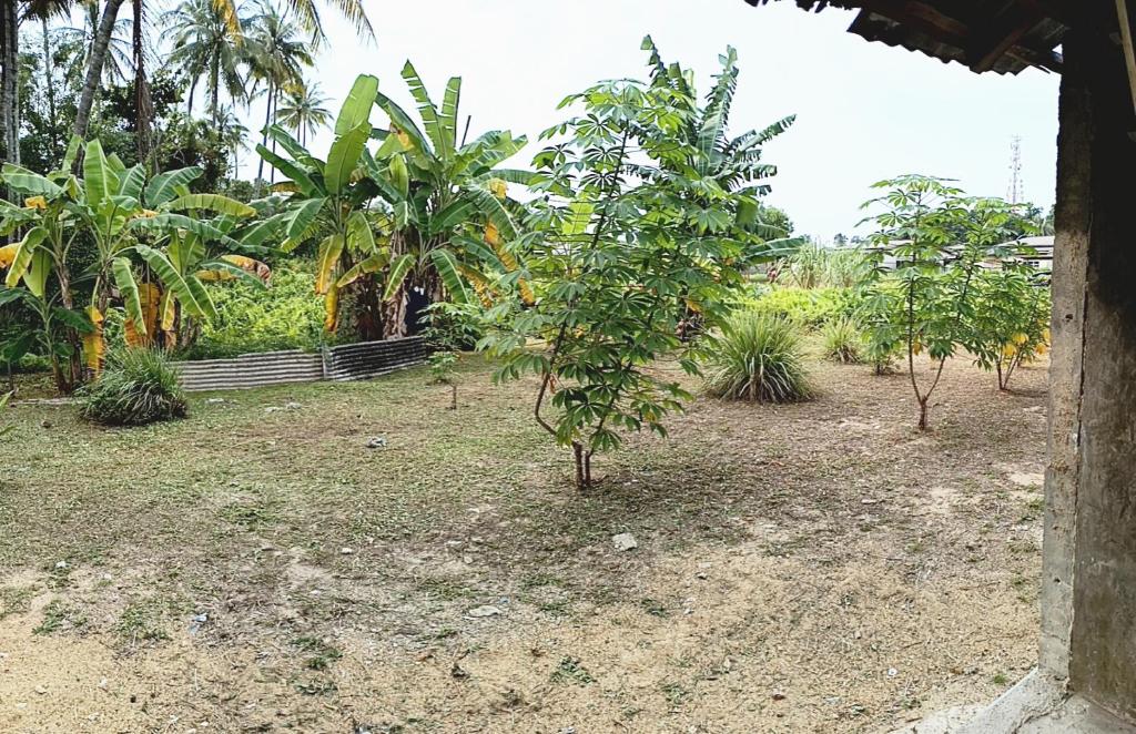 a row of small trees in a yard with palm trees at Kuantan SnakeRiver Homestay in Kampung Sungai Ular