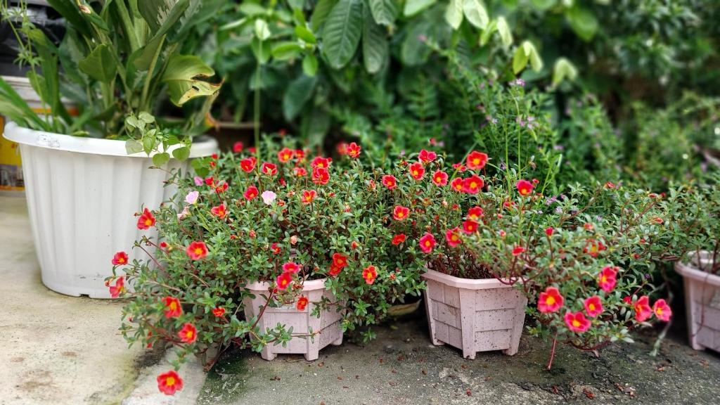 فضای داخلی بنتی هاوس در پوکت - تصویر ۳