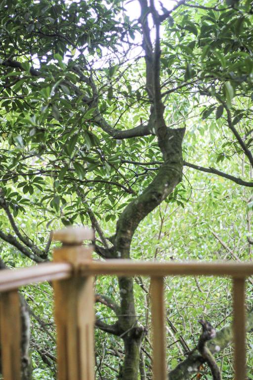 Zahrada ubytování Seasons Four Mini Jungle Cabana