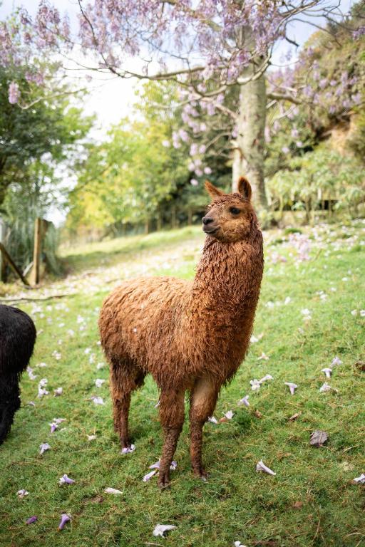 Stellar Glamping Auckland - Resim 32