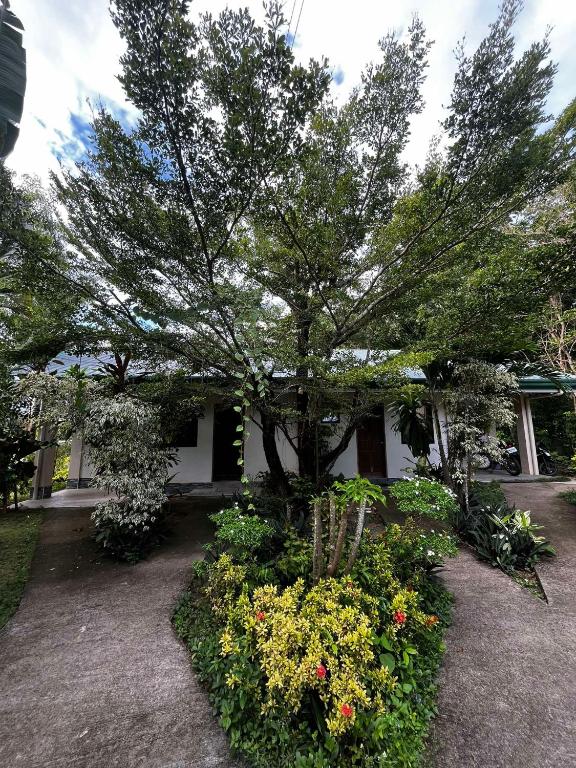 a tree in front of a house with flowers at Gal's Guesthouse in Siquijor
