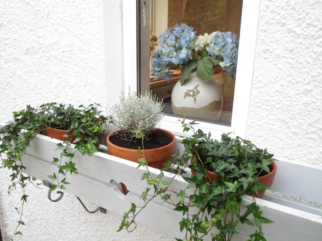 Zahrada ubytování Elmbank Garden Apartment