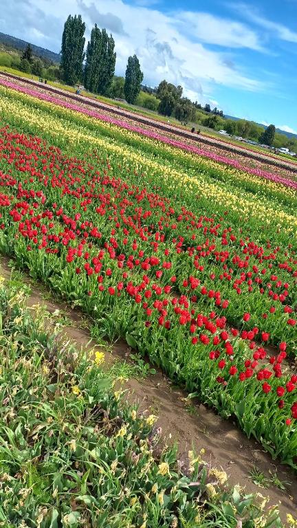 El Quincho de los Abuelos