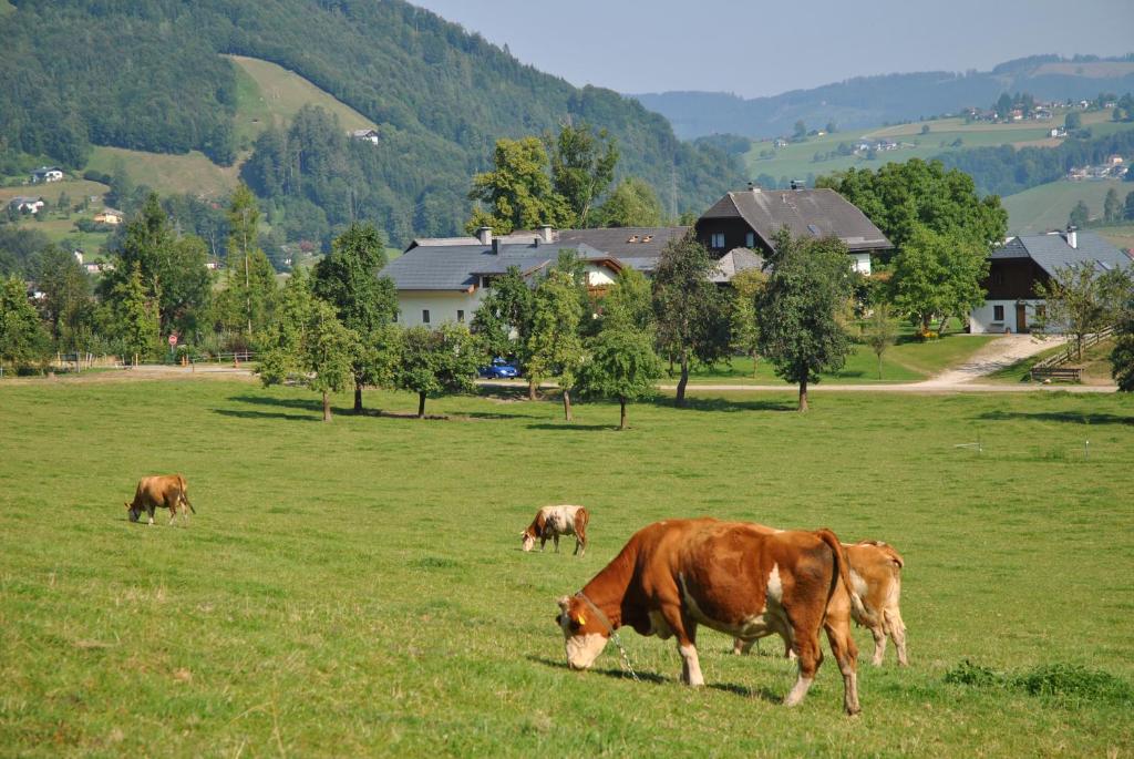 Zvířata v apartmánu nebo okolí