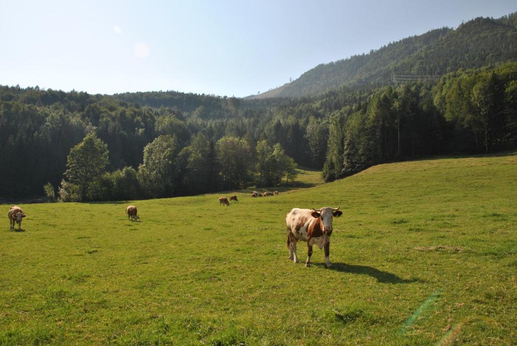 Zvířata v apartmánu nebo okolí