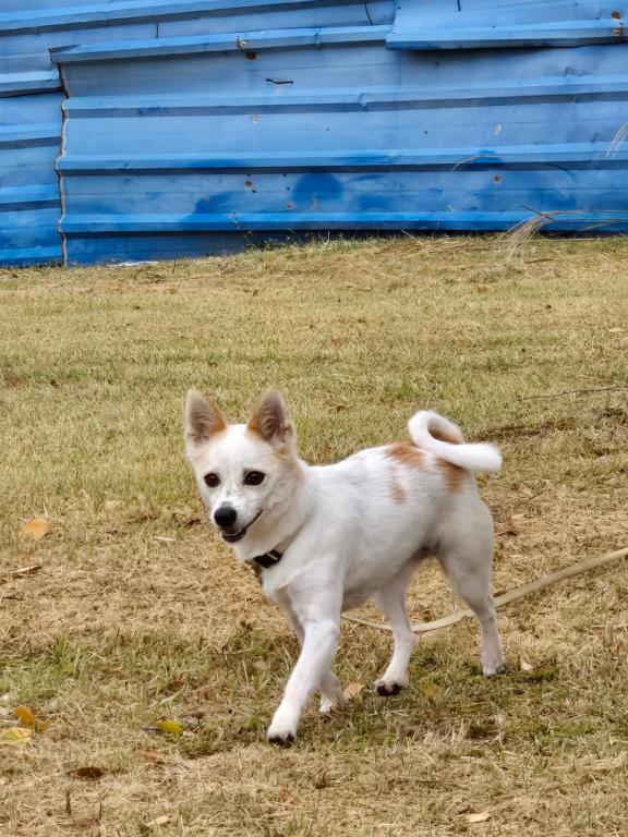 a white and brown dog standing in the grass at Kong's heyri pet-friendly in Paju