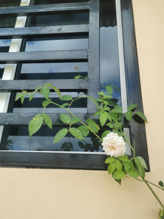 Balkón nebo terasa v ubytování Copey house Chiriquí, vía hacia Volcán