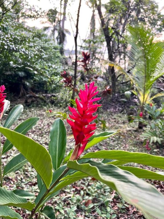 a red flower on a plant with green leaves at Akwaba Lodge in The Gap