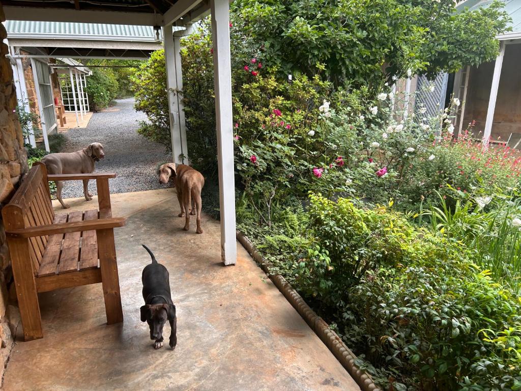 Ospiti di Glen Eden Lodge con animali domestici