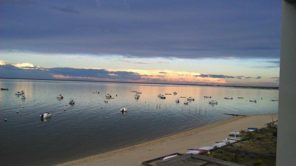 un groupe de cygnes dans l'eau sur une plage dans l'établissement T2 Les pieds dans l'eau, à Arcachon