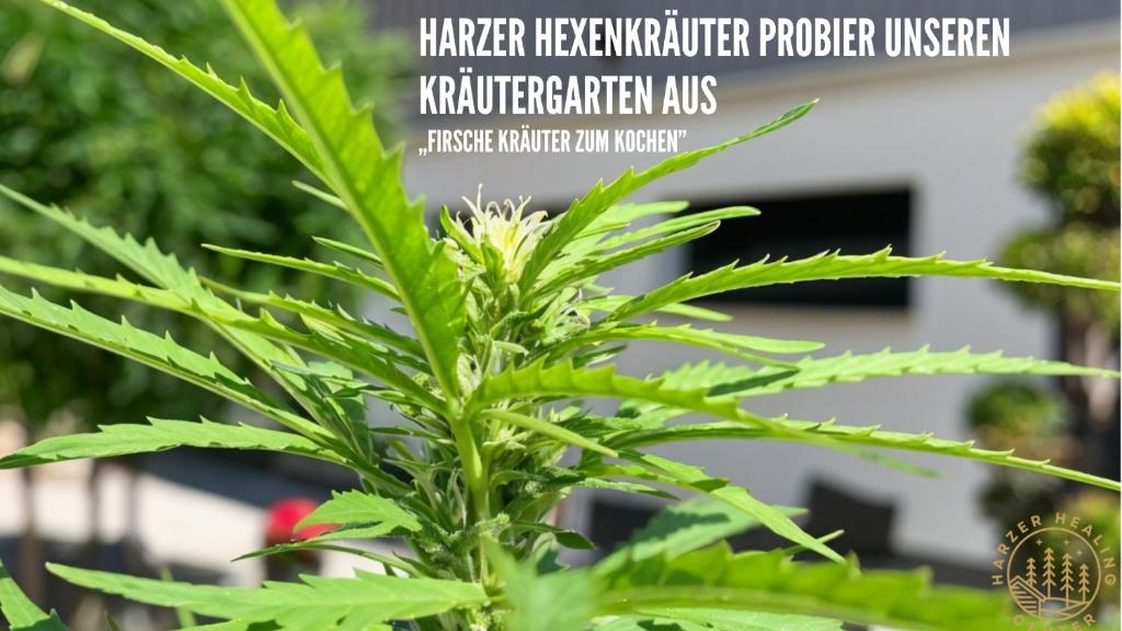 Zahrada ubytování HARZER HEALING CENTER 2024 Romantische Landhauswohnung mit Fussbodenheizung,XXL Kochinsel,XXL Regenduschen,Modern,Hochwertig,Persönlich,Vollausgestattet