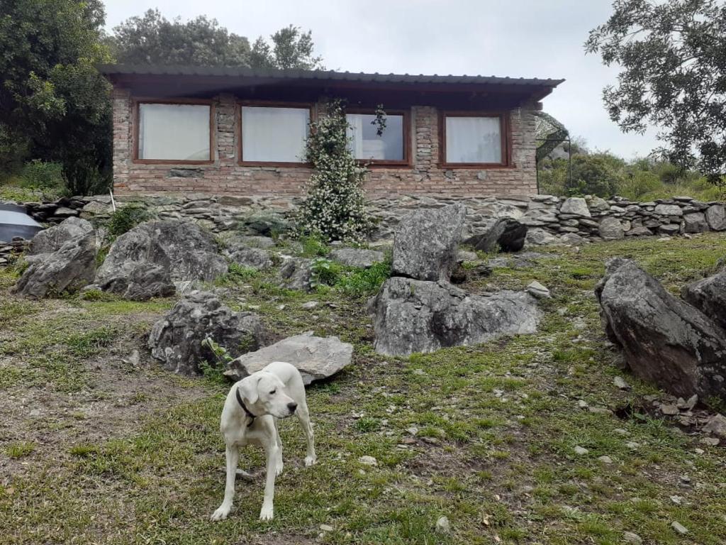 een witte hond die voor een huis staat bij El Atardecer in Oro Grueso